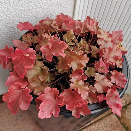 Ruhig Und Zentral * 巴特塞京根